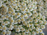 Achillea millefolium