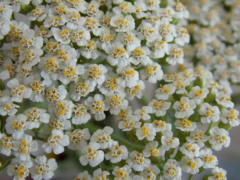 Image of Achillea millefolium specimen.