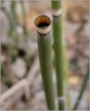 Equisetum hyemale