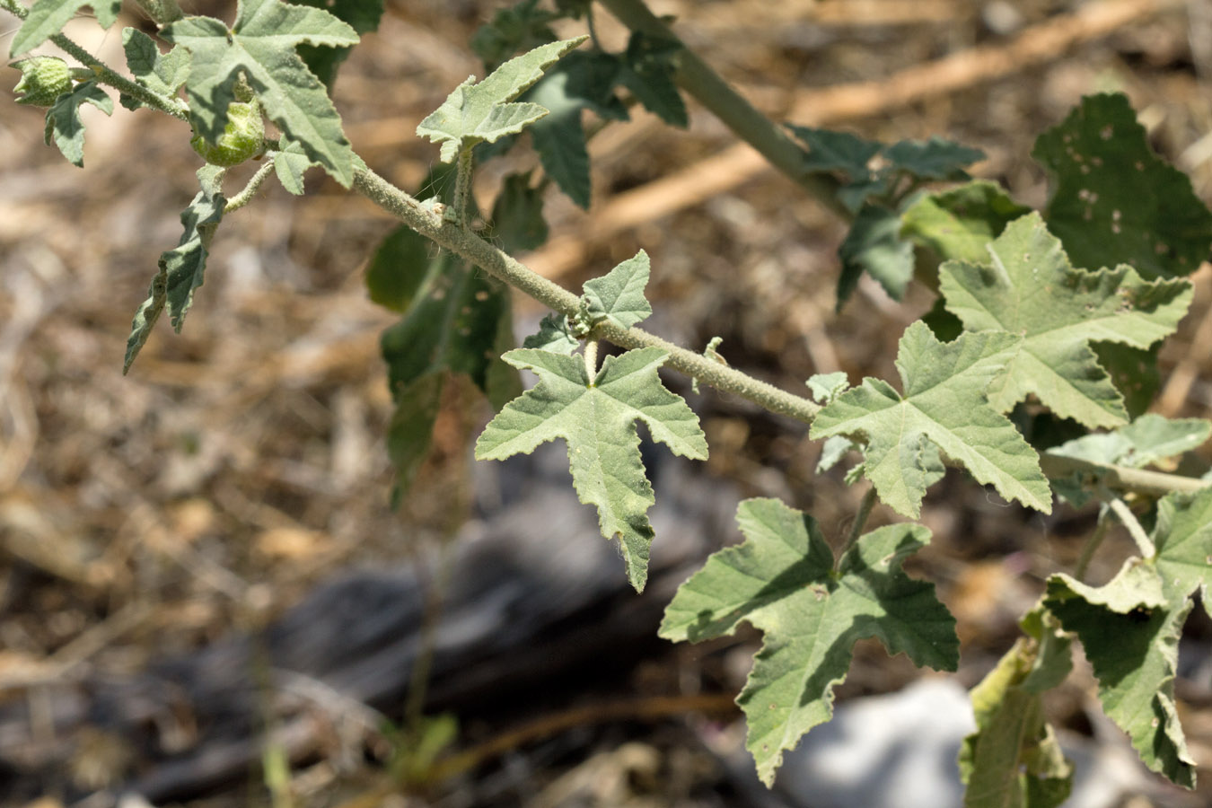 Image of Malva unguiculata specimen.