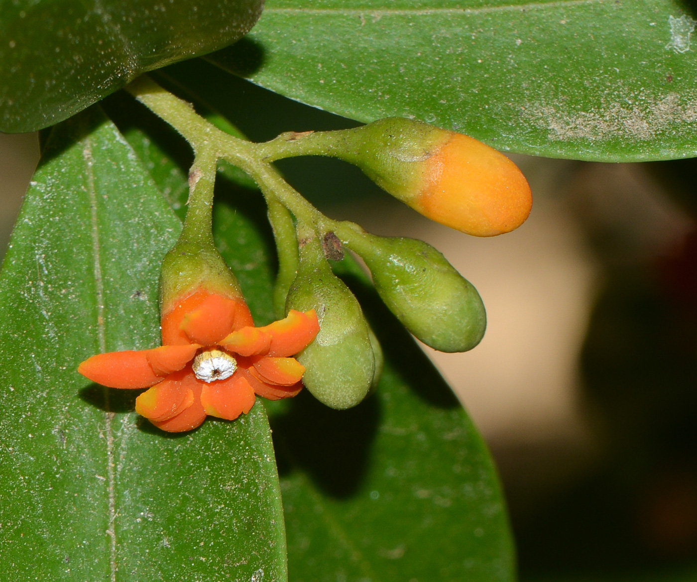 Изображение особи Bonellia macrocarpa.