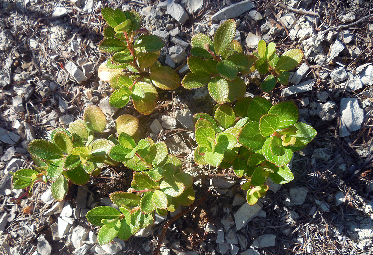 Изображение особи Gaultheria miqueliana.