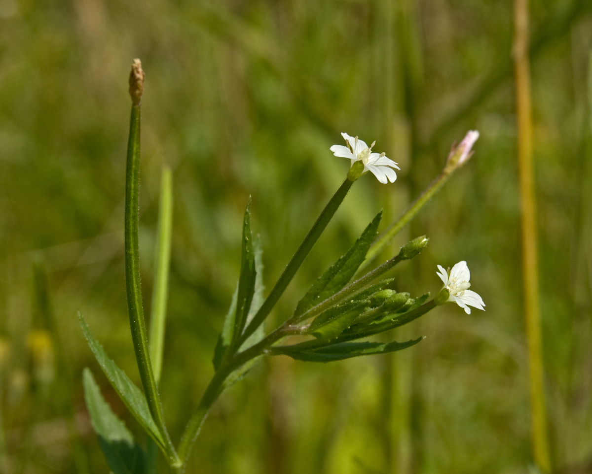 Image of Epilobium pseudorubescens specimen.