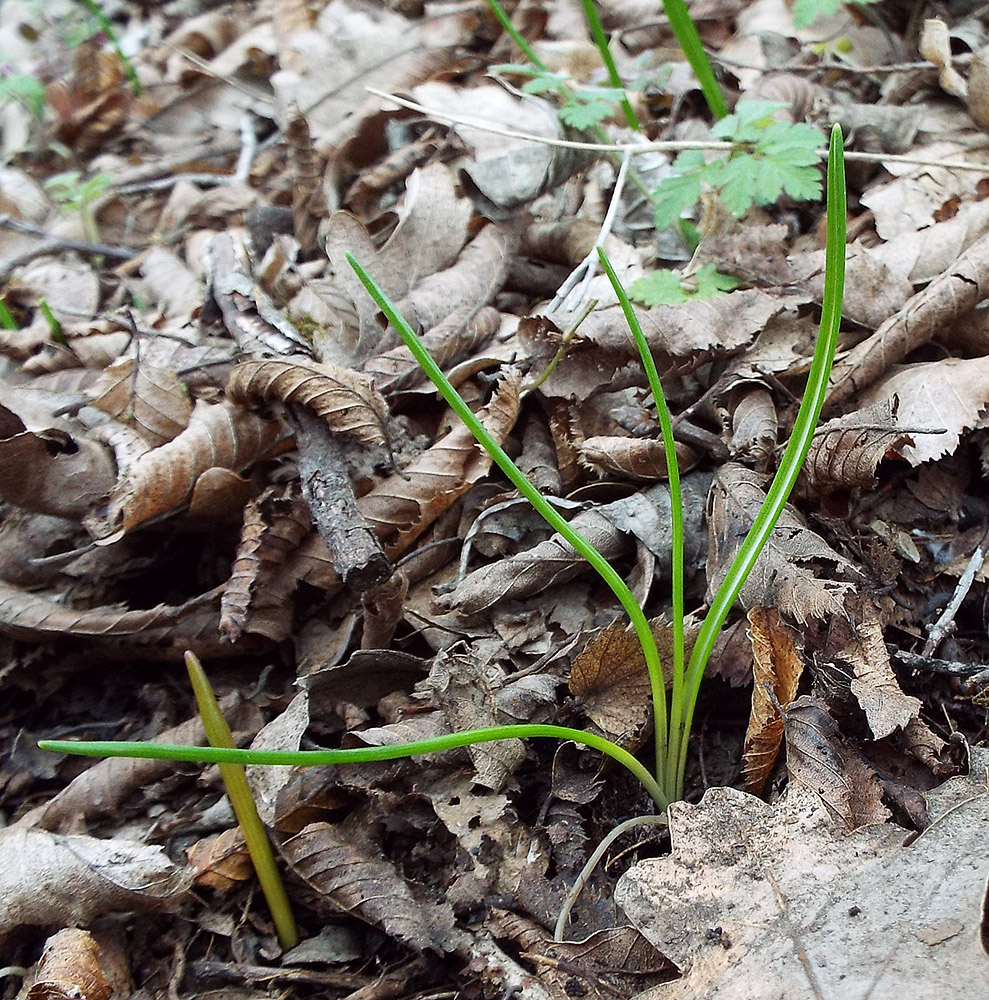 Изображение особи Ornithogalum woronowii.