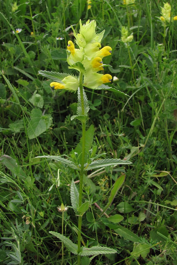 Image of Rhinanthus vernalis specimen.