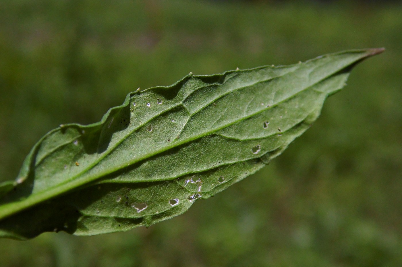 Image of Erysimum aureum specimen.