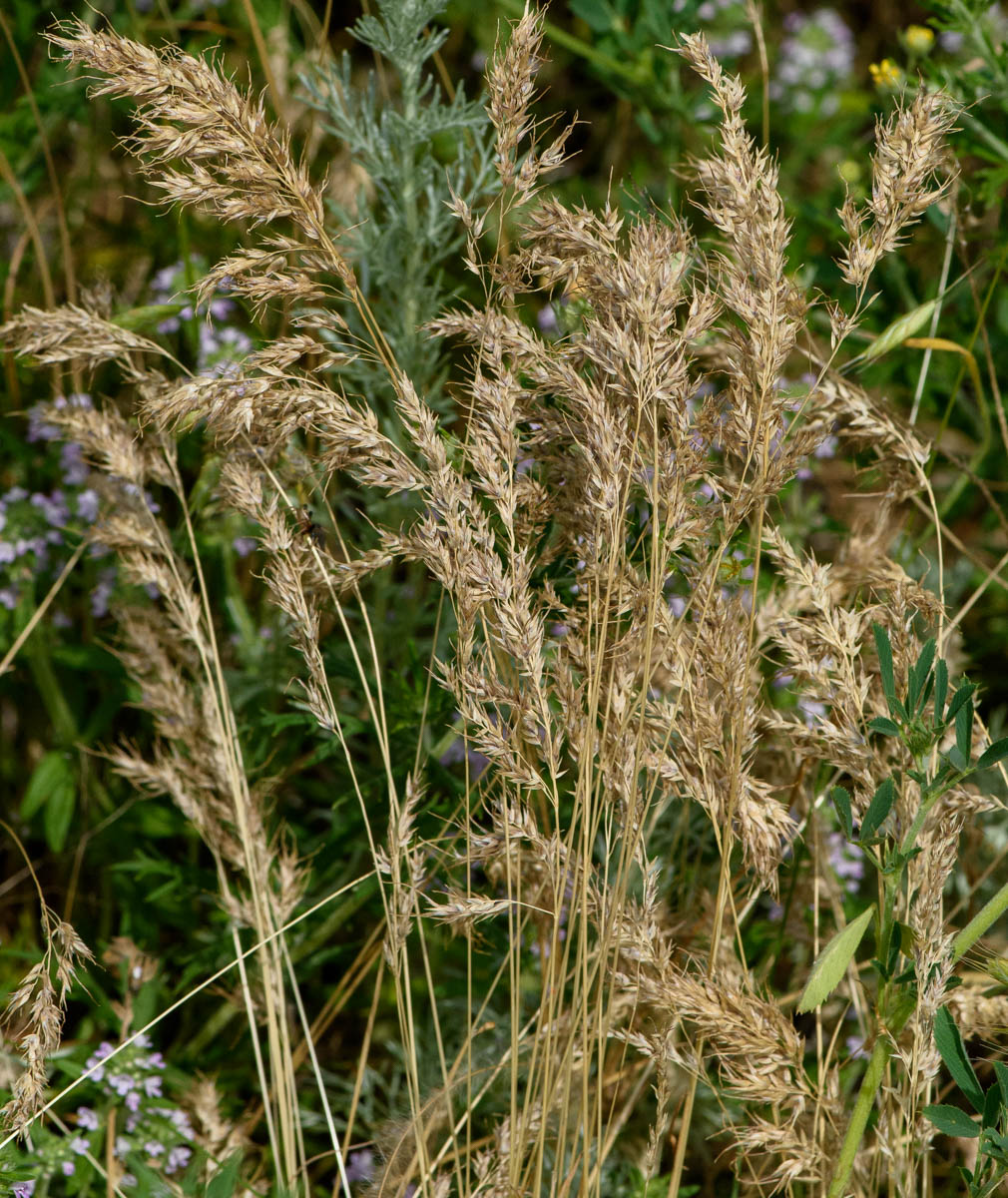 Image of Poa bulbosa ssp. vivipara specimen.