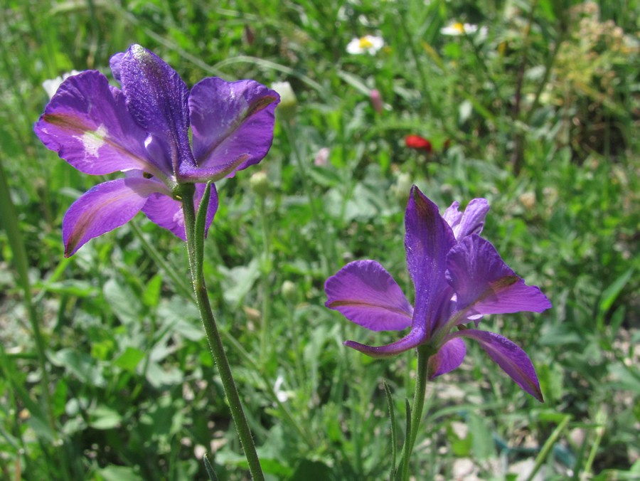 Image of Delphinium paniculatum specimen.