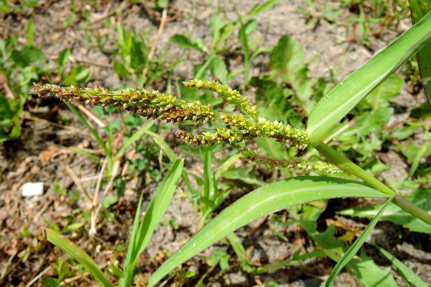 Image of Echinochloa crus-galli specimen.