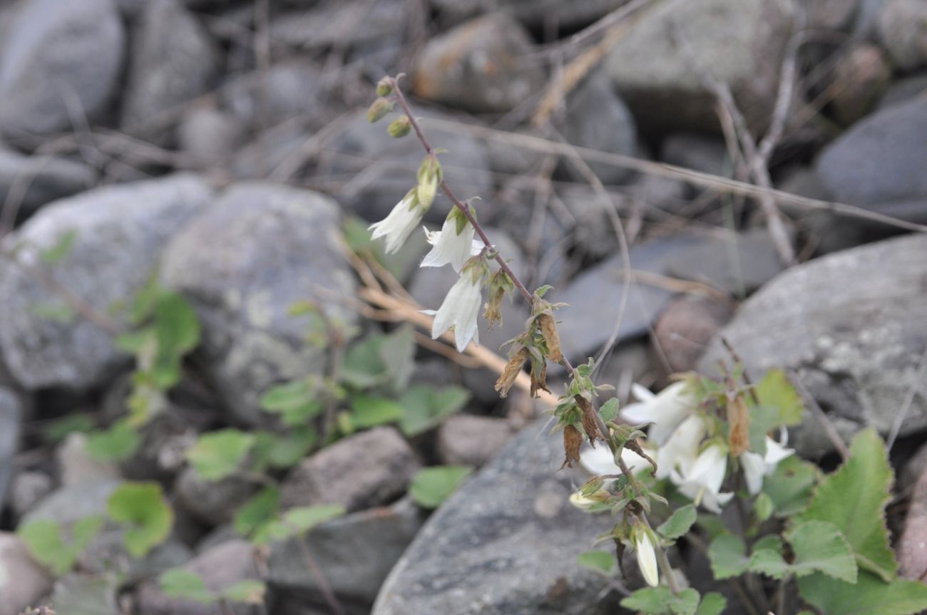 Изображение особи Campanula dolomitica.