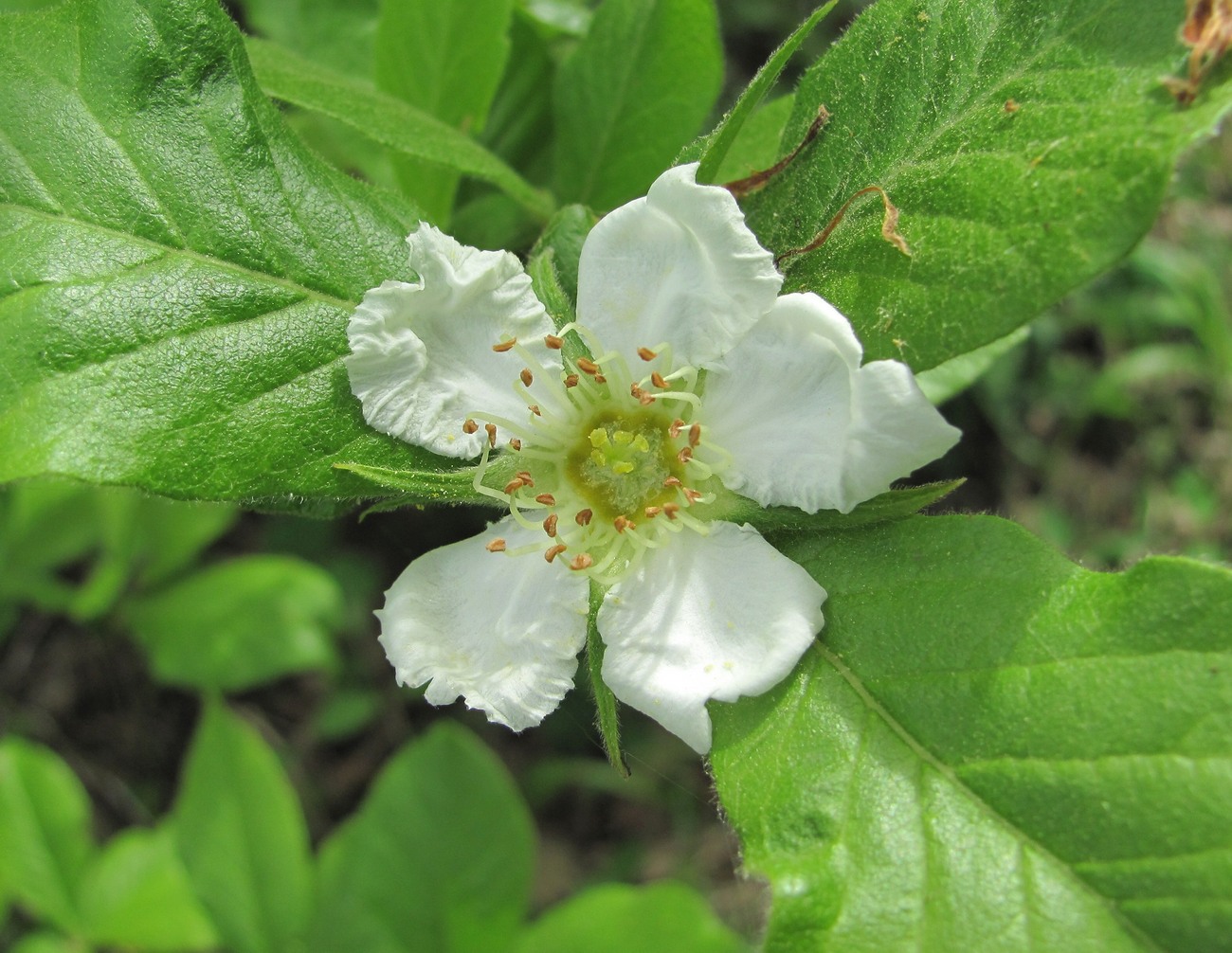 Изображение особи Mespilus germanica.