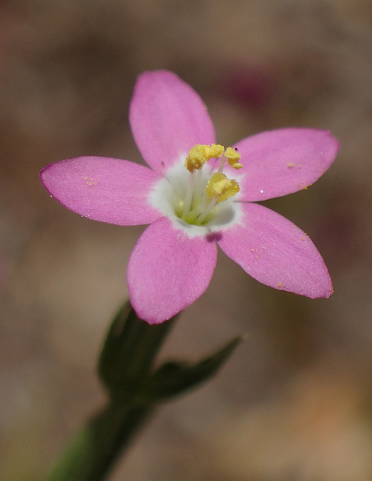 Изображение особи Centaurium pulchellum.