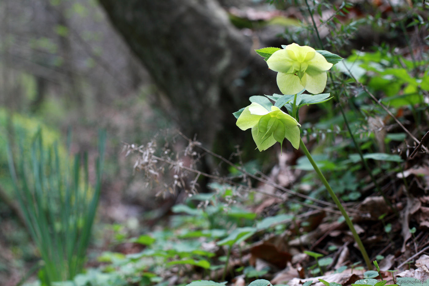 Изображение особи Helleborus caucasicus.