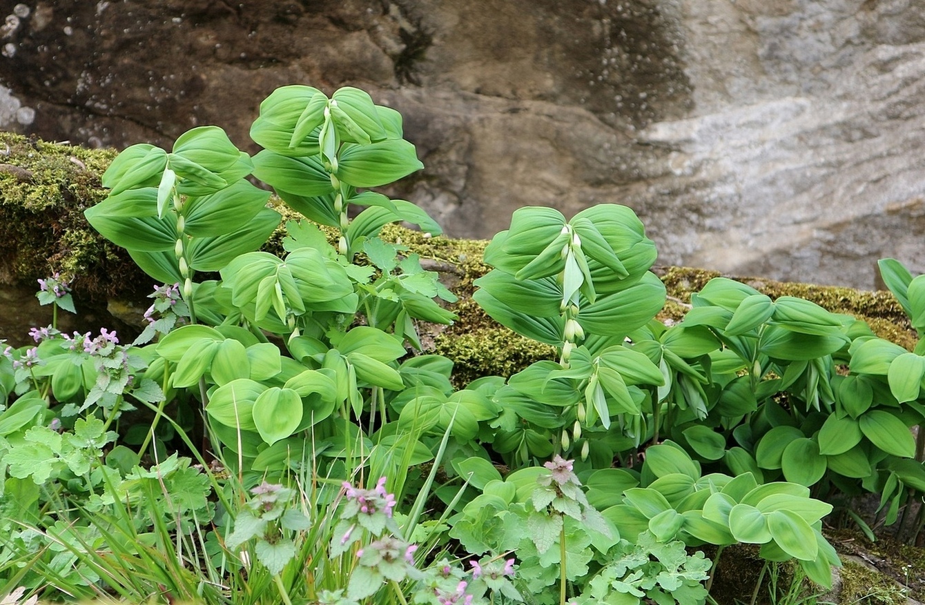 Image of Polygonatum glaberrimum specimen.