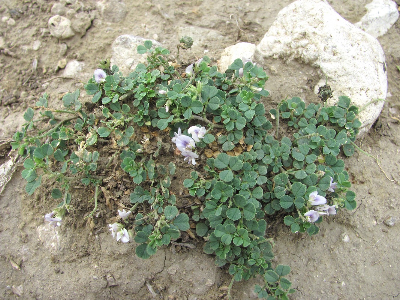 Image of Medicago daghestanica specimen.