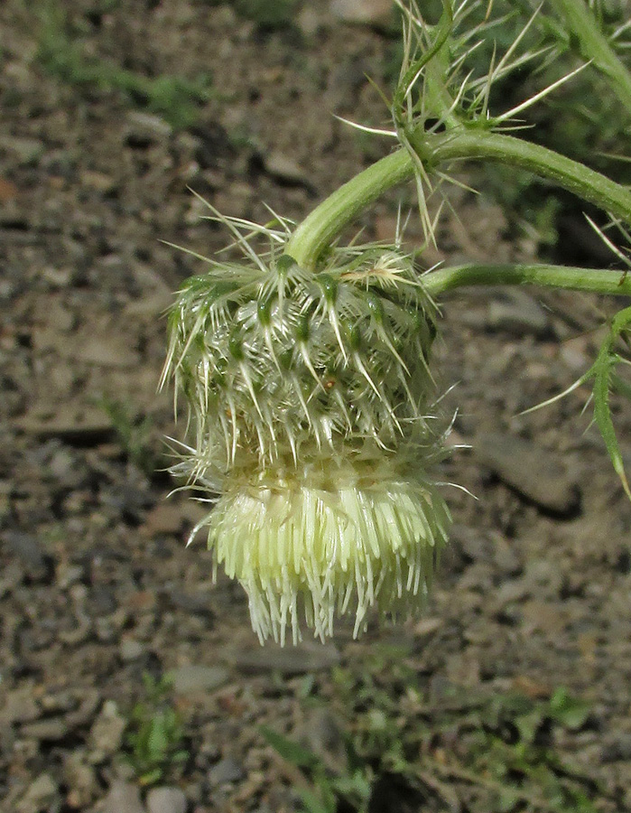 Image of Cirsium echinus specimen.