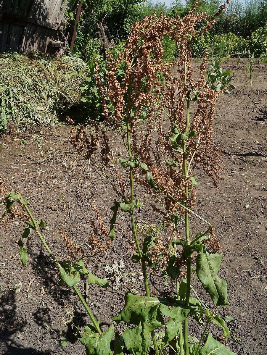 Image of Rumex acetosa specimen.