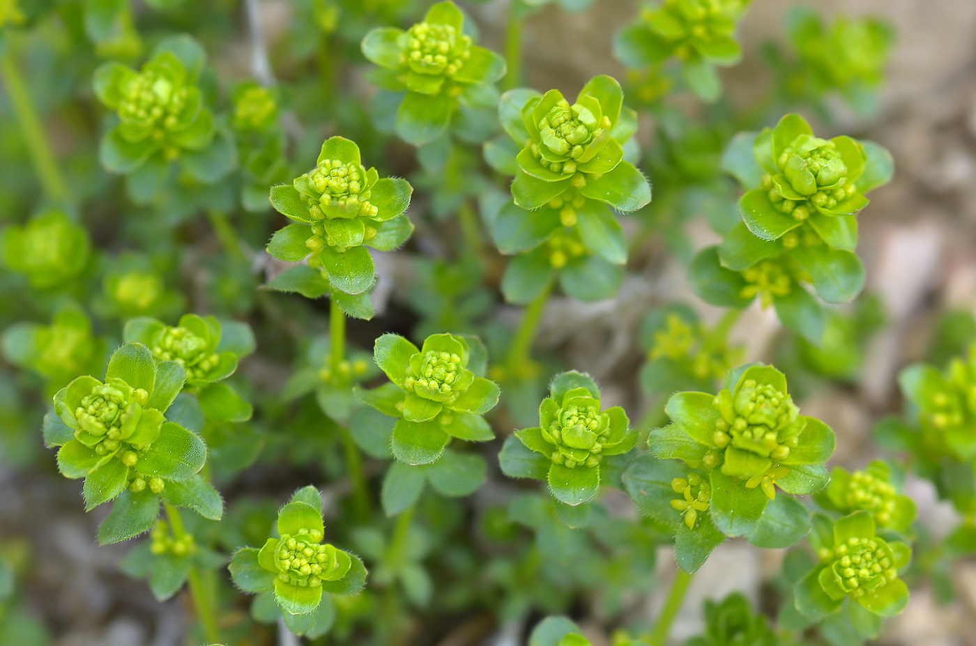 Изображение особи род Cruciata.