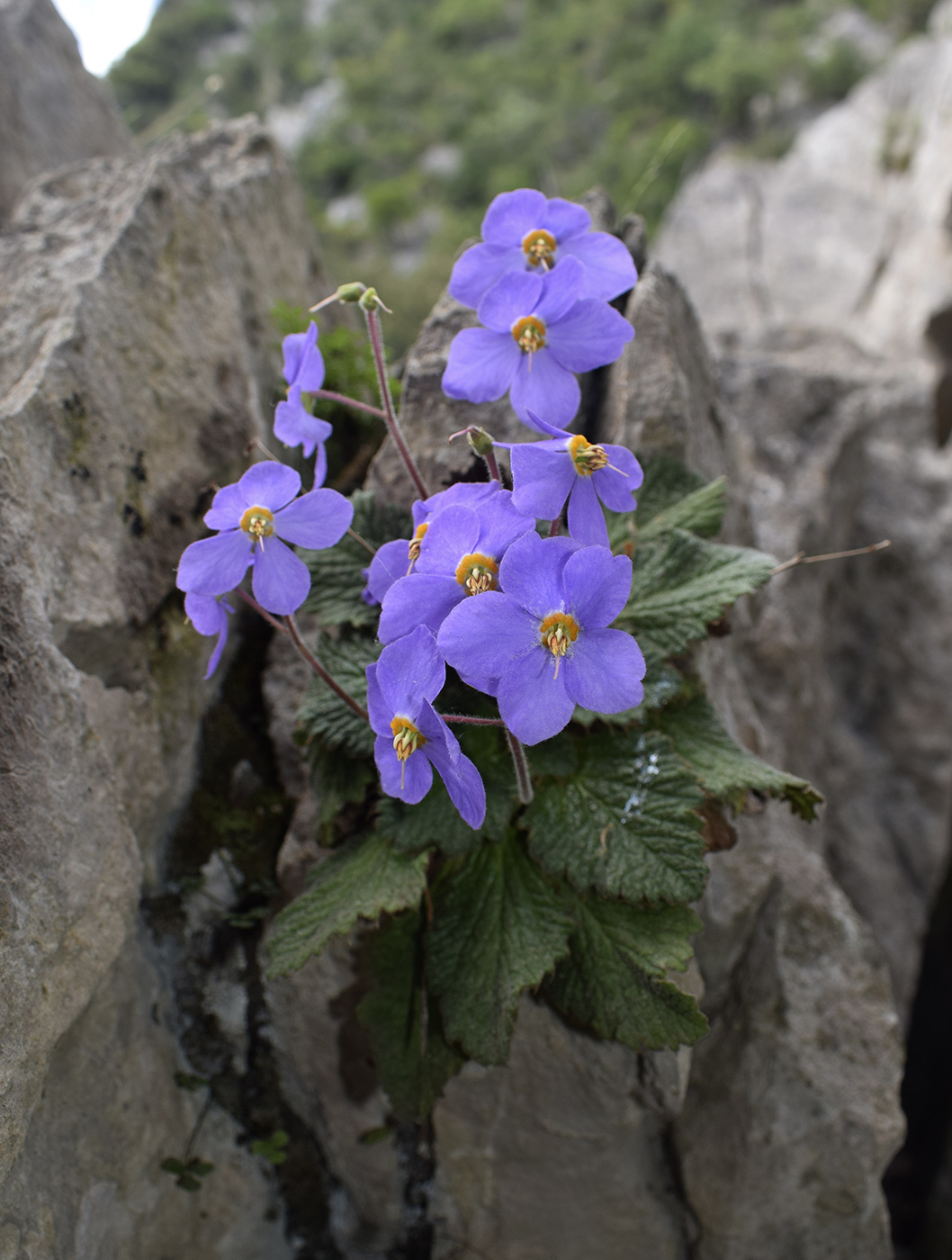 Image of Ramonda myconi specimen.