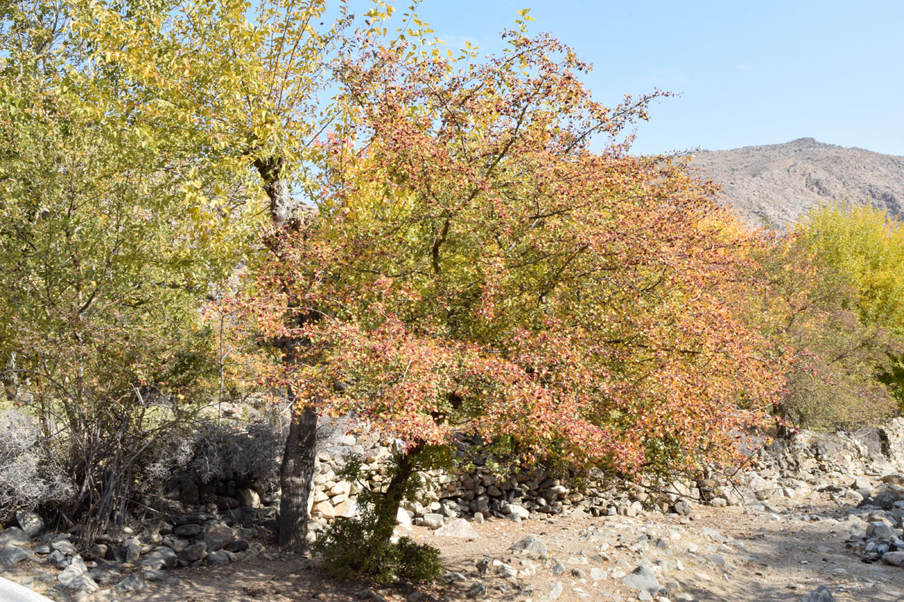 Image of Crataegus turkestanica specimen.