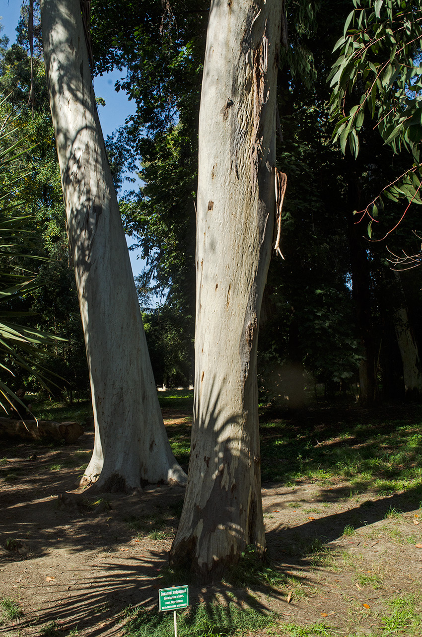 Image of genus Eucalyptus specimen.