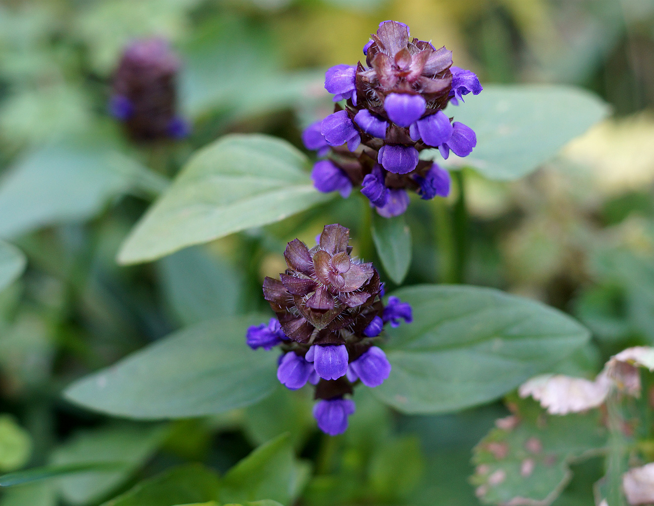 Image of Prunella vulgaris specimen.