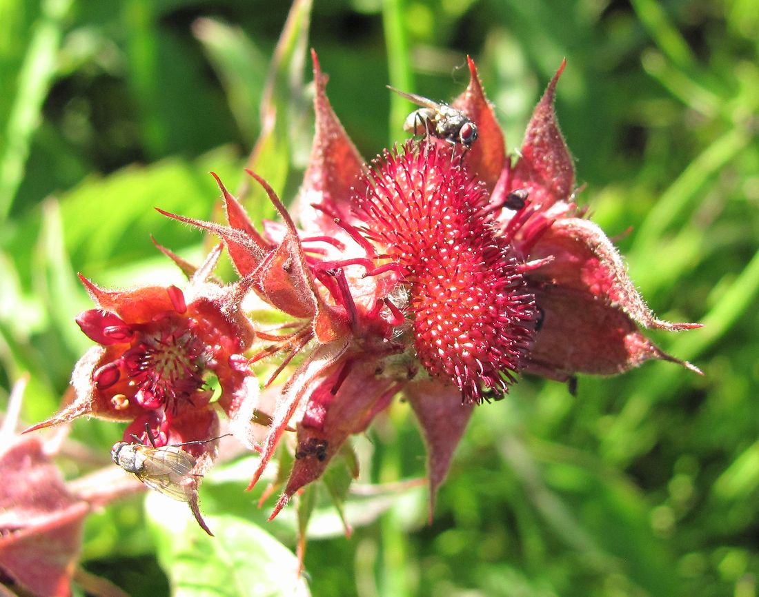 Image of Comarum palustre specimen.