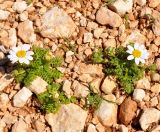 genus Anthemis