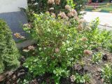 Hydrangea arborescens. Растение в начале вегетации. Тверская обл., г. Тверь, Заволжский р-н, клумба возле многоэтажки. 12 мая 2019 г.