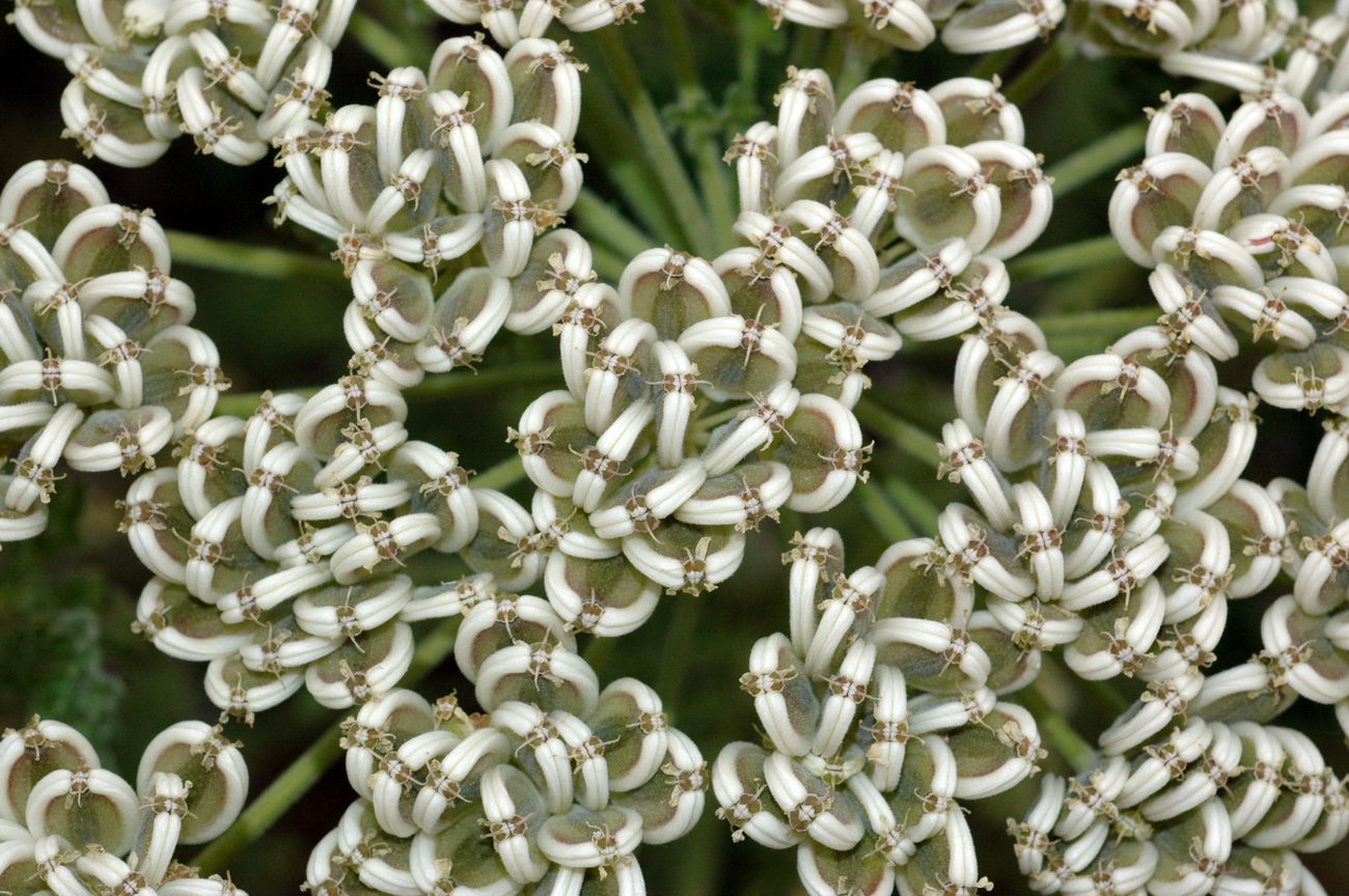 Image of Zosima absinthifolia specimen.