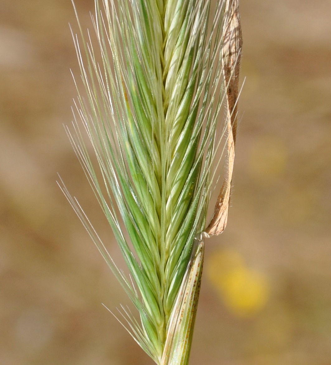 Image of genus Hordeum specimen.