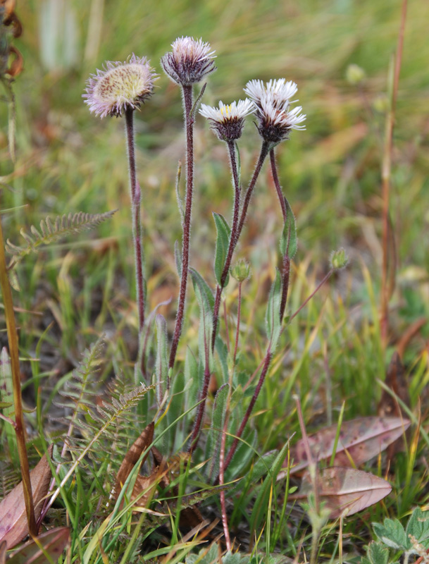 Изображение особи Erigeron eriocalyx.