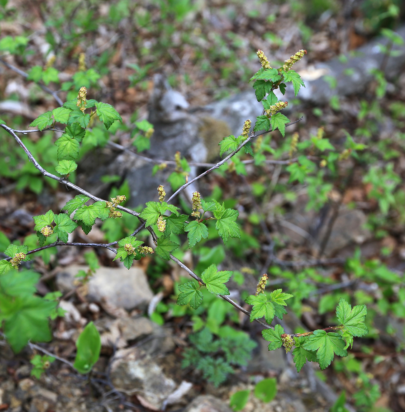 Image of Ribes maximoviczianum specimen.