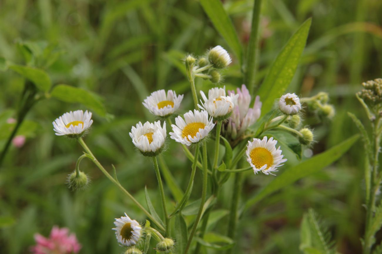 Image of Erigeron annuus specimen.