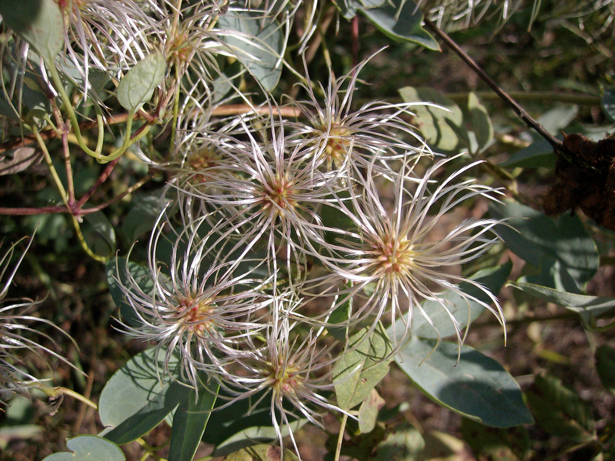 Изображение особи Clematis glauca.