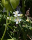 Cardiospermum halicacabum