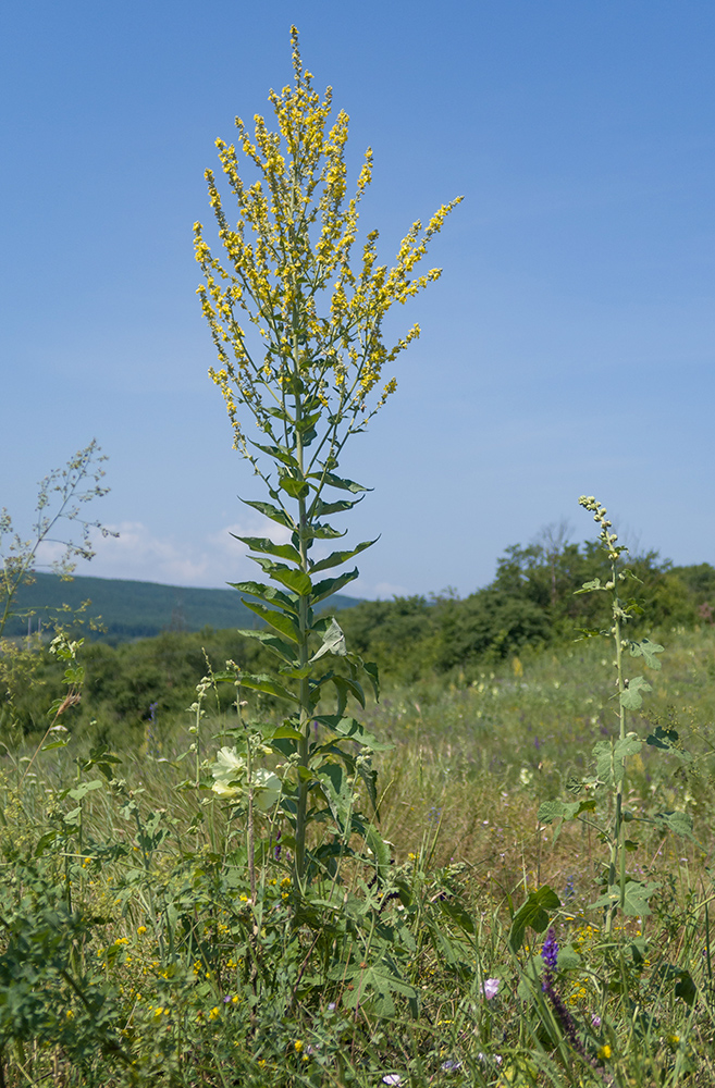 Изображение особи Verbascum lychnitis.