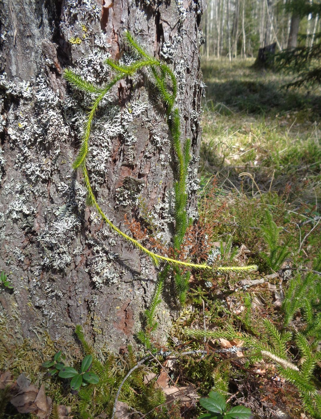 Изображение особи Lycopodium clavatum.