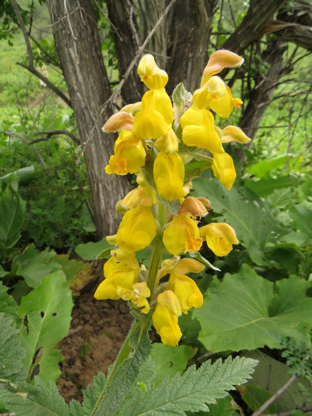 Изображение особи Phlomoides sarawschanica.