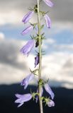 Campanula bononiensis. Часть соцветия. Республика Алтай, Шебалинский р-н, южный макросклон г. Соловковая, луг на высоте около 750 м н.у.м. 28.07.2010.