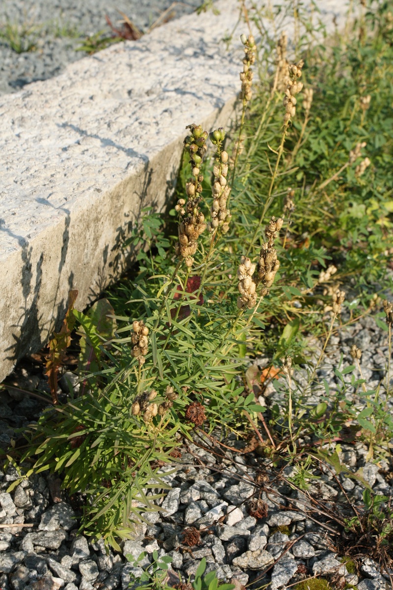 Image of Linaria vulgaris specimen.