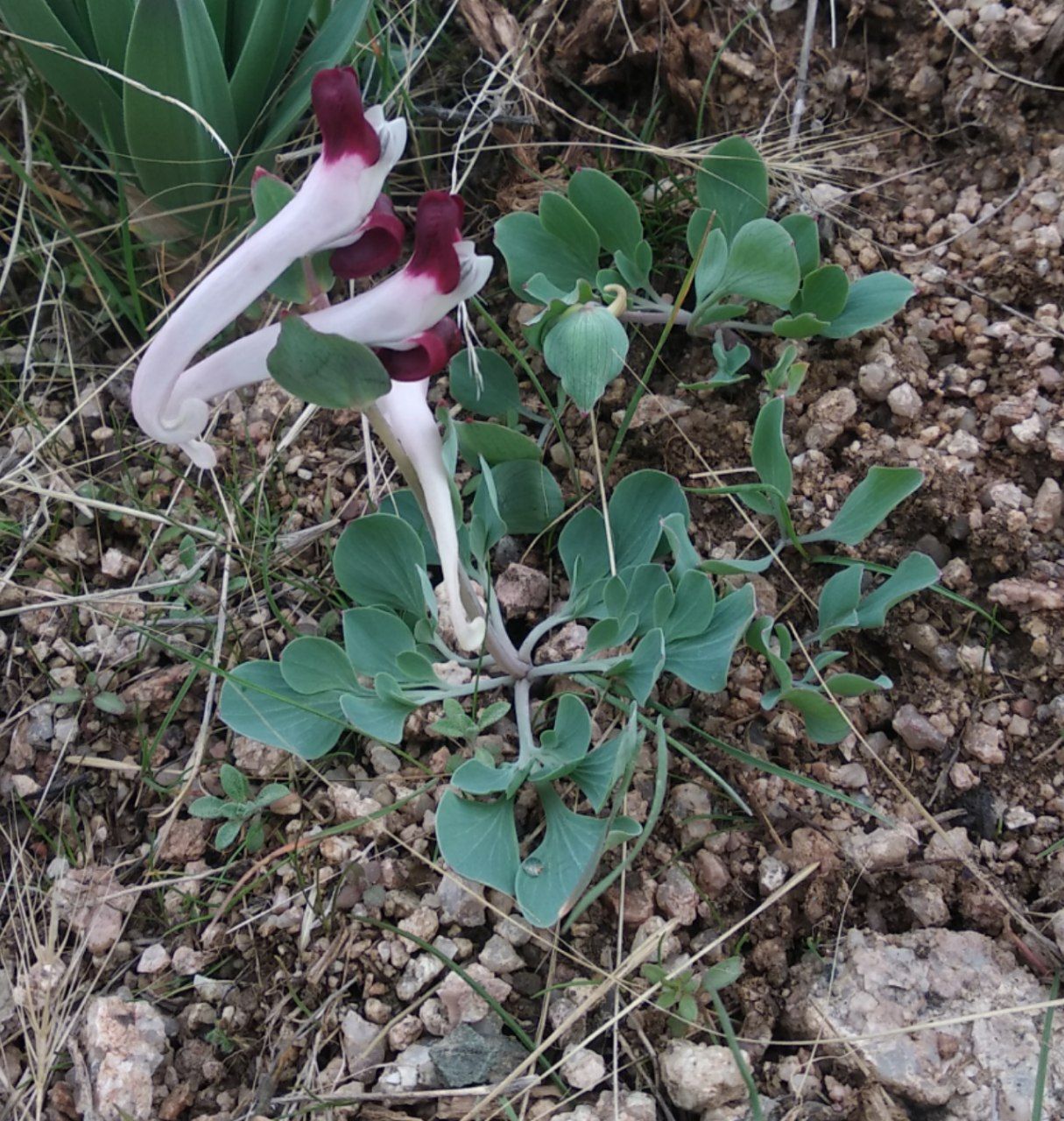 Image of Corydalis popovii specimen.