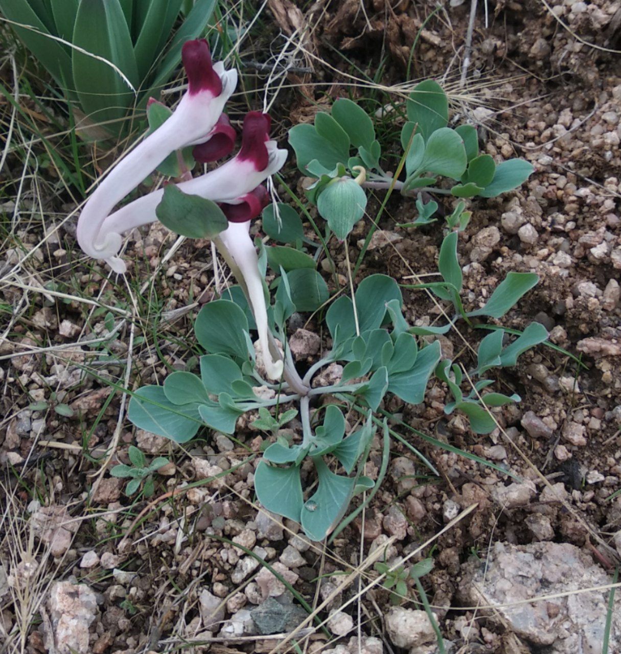 Image of Corydalis popovii specimen.