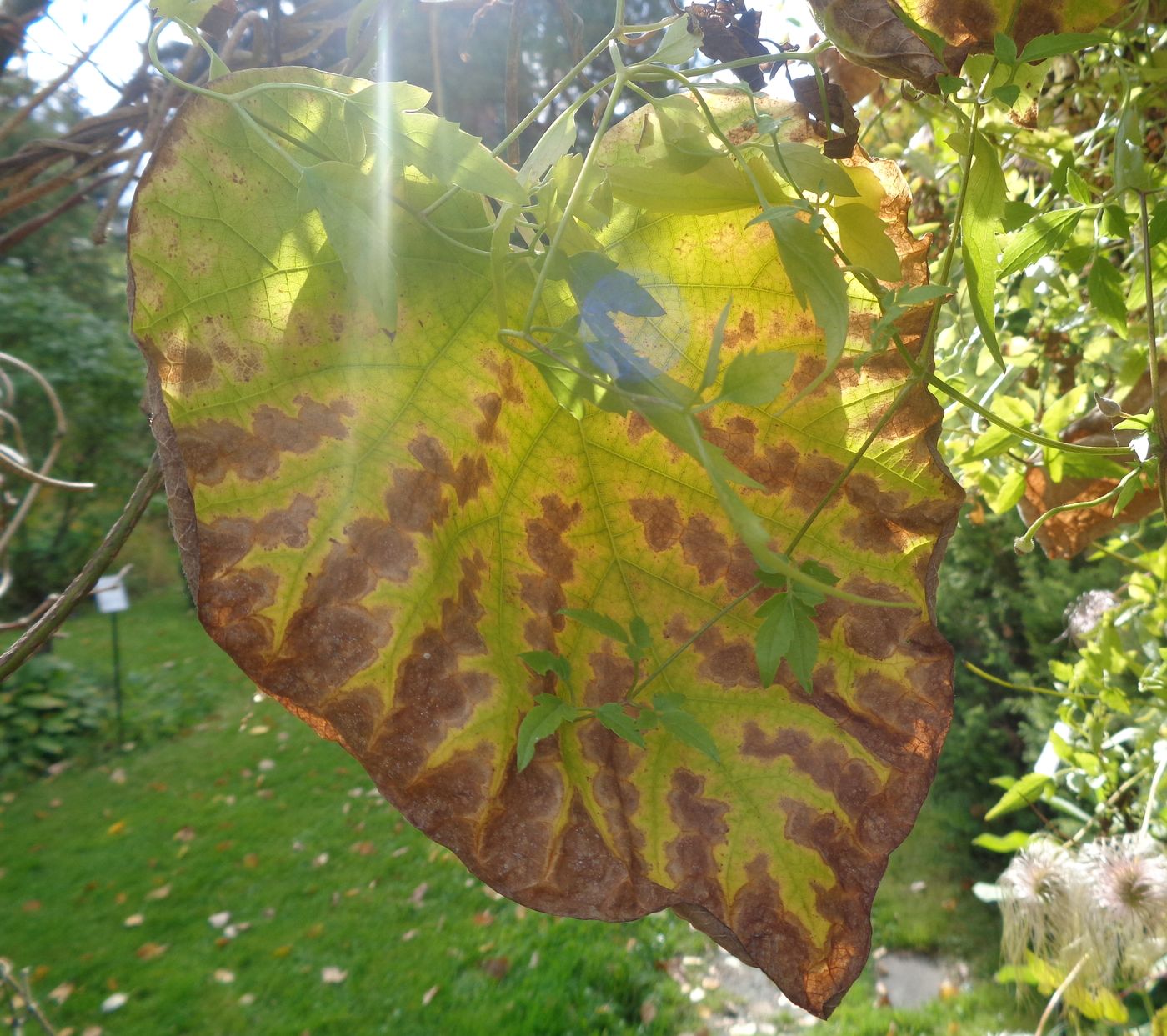 Image of Aristolochia macrophylla specimen.