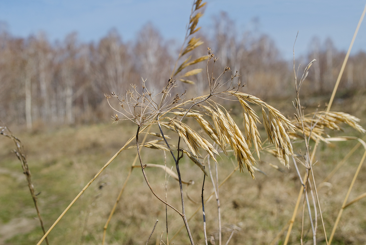 Изображение особи Bromopsis inermis.