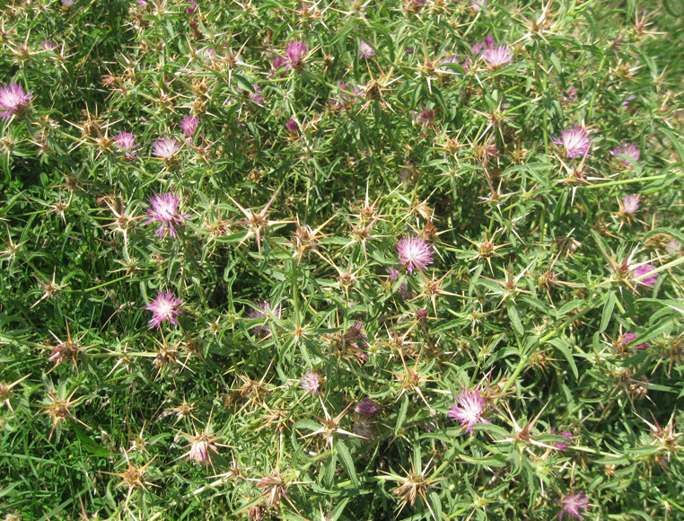 Image of Centaurea calcitrapa specimen.