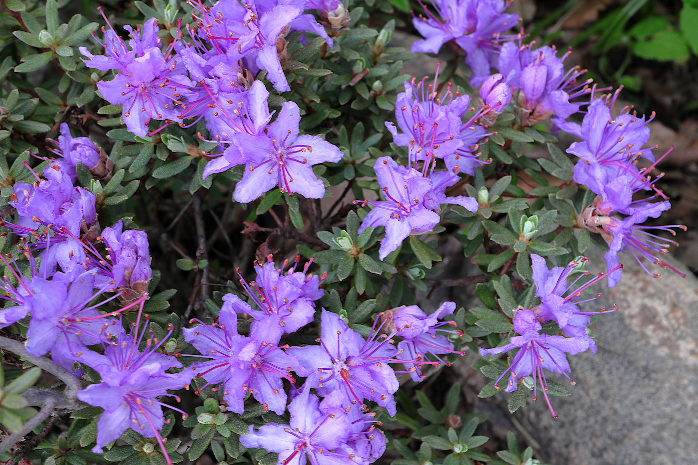 Image of Rhododendron impeditum specimen.