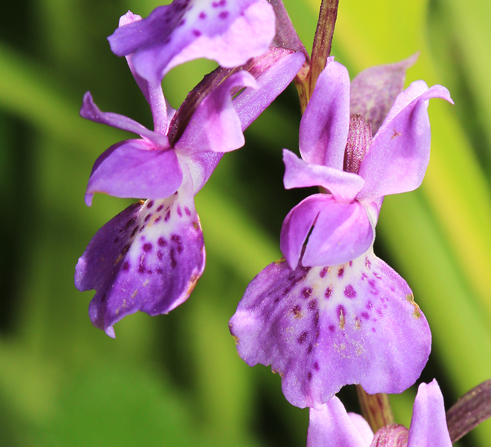 Изображение особи Ponerorchis chusua.