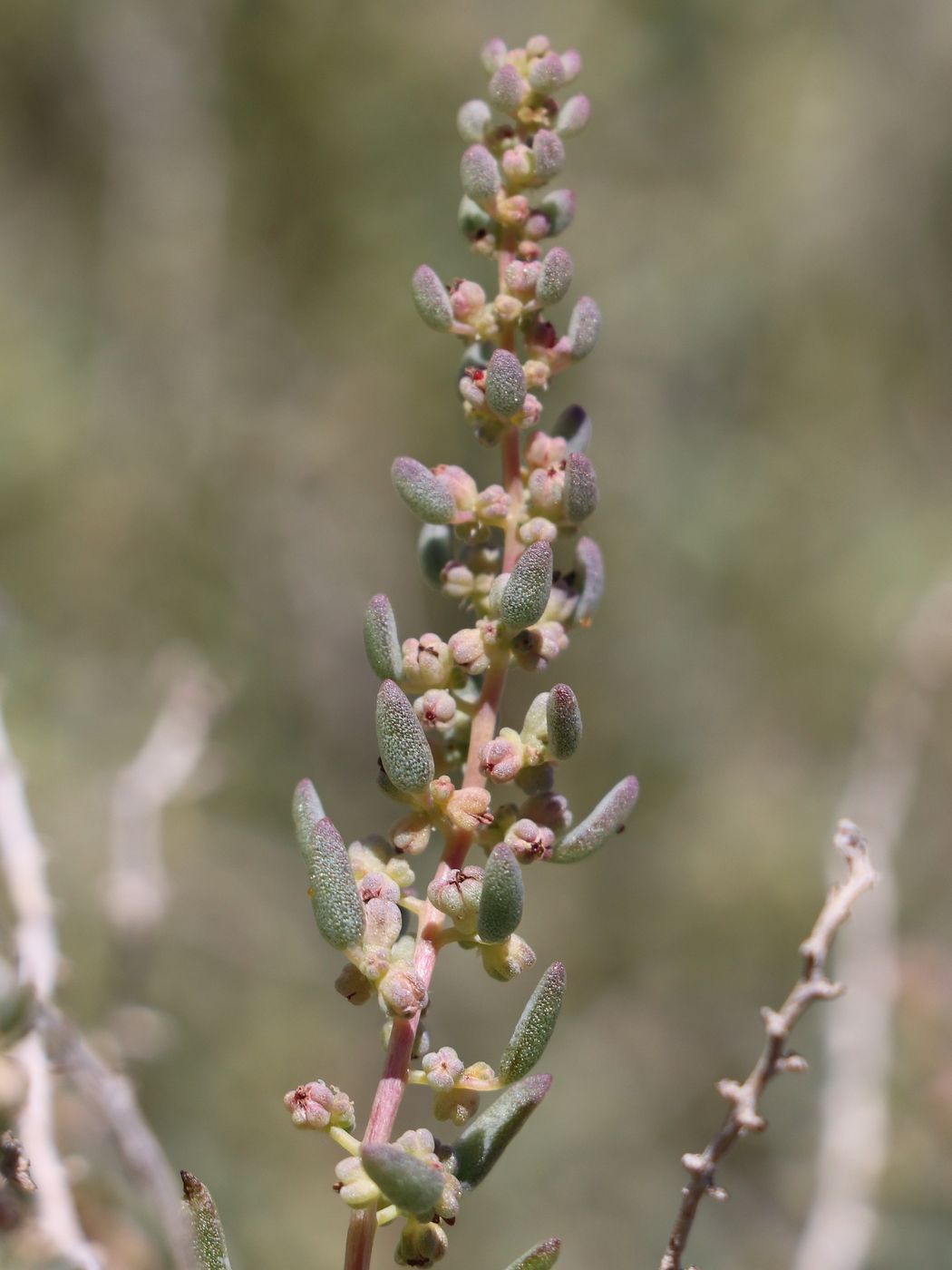 Изображение особи Suaeda microphylla.