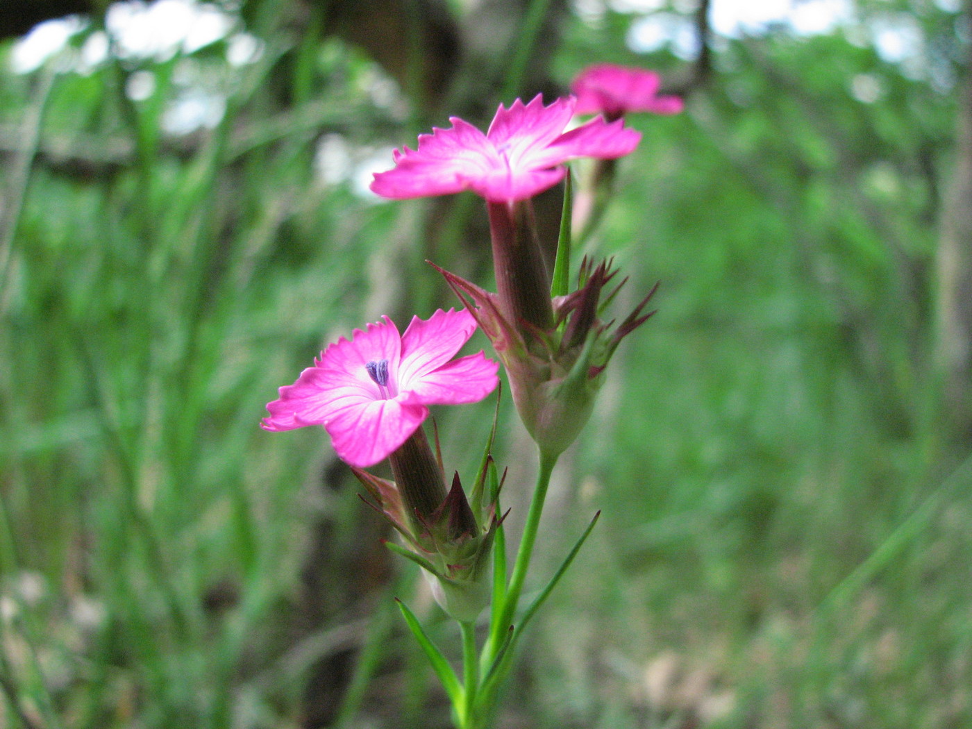 Image of Dianthus subulosus specimen.